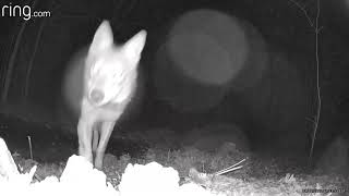 More Coyote Sniffs