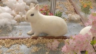 Xiamen Pet Expo Attracts Visitors With Variety Of Pets Worldwide