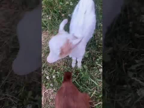 Alma jugando con los pequeños Perry, Esteban y Jimmy