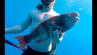 PARROT FISH spearfishing(UHU) CATCH CLEAN COOK, amongst baby dolphins | lifestylelimitless LLS ep 17