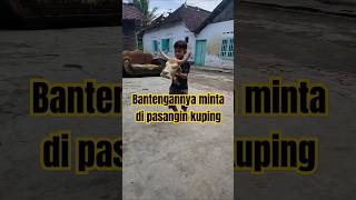 Download Lagu bantengannya minta di pasangin kuping #lagubantenganfullalbum #mberot #bantenganmalang #bantengan MP3