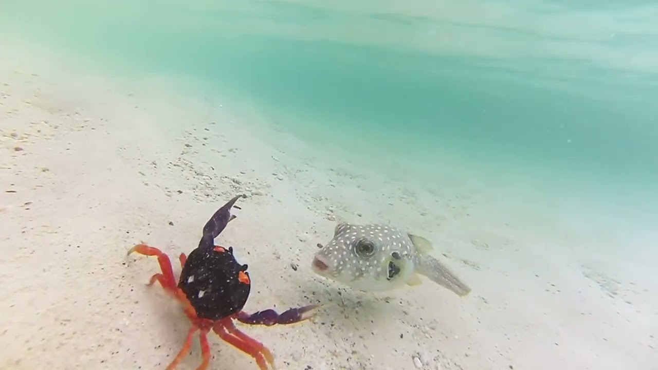 cangrejo vs pez globo