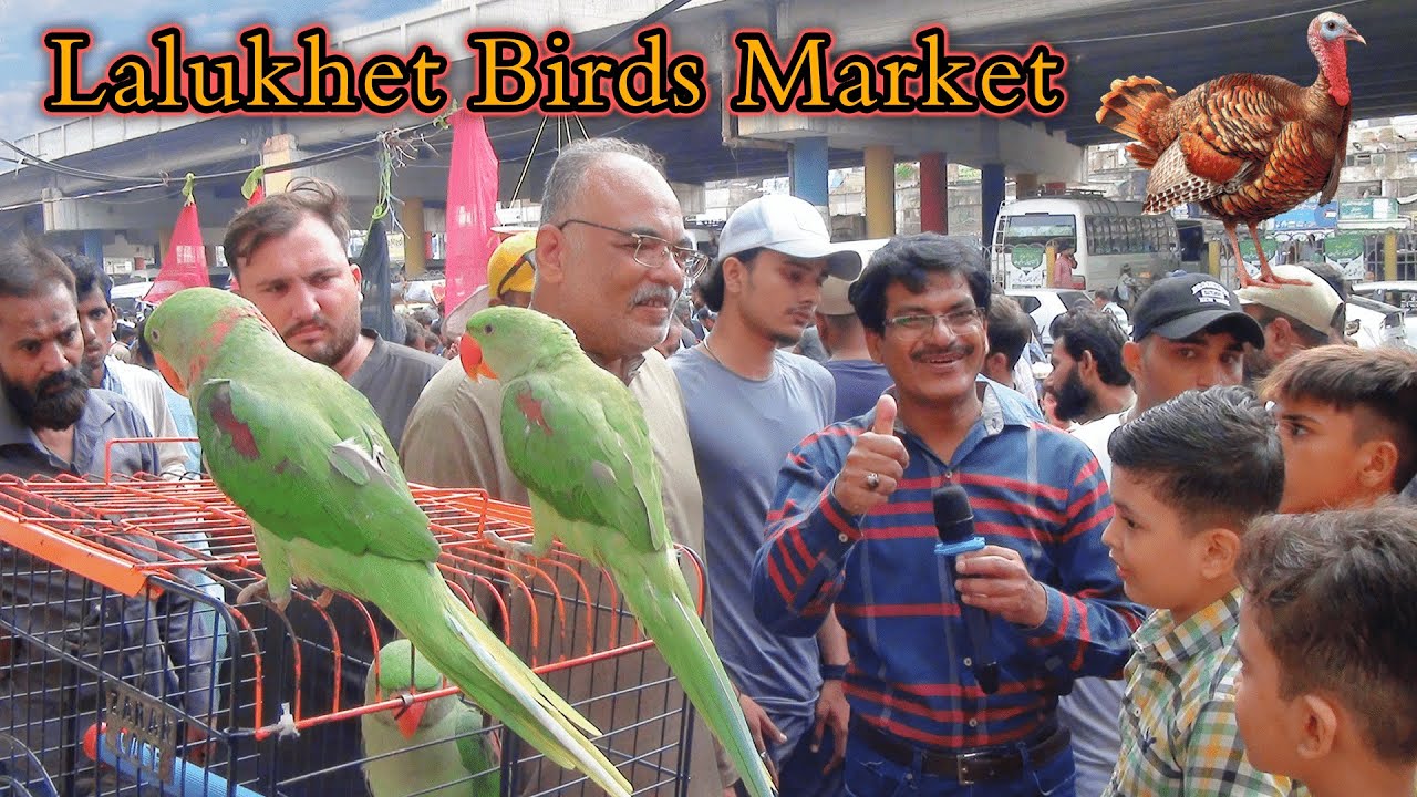 Lalukhet Exotic Parrots and Rare Birds Market Karachi 24-8-2025 Latest Update in Urdu | سوق الطيور