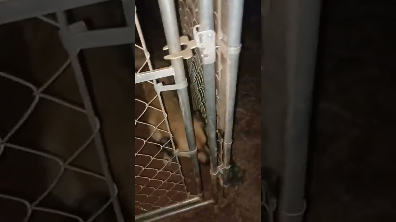 Mom screaming from a surprise brought from little boy outside watch to find out.