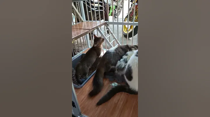 Video 9649441: munchkin kitten pets cats, munchkin cute kitten pets, kitten food pets