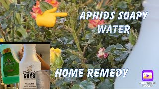 Home Remedy APHIDS  soapy water on Roses