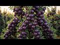How Arkansas Black Apples Grow – Giant Dark Red Fruits on the Tree! 🍎🔥😱
