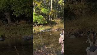 Watch This Wounded Buck's Daring Creek Bank Strategy! #shorts