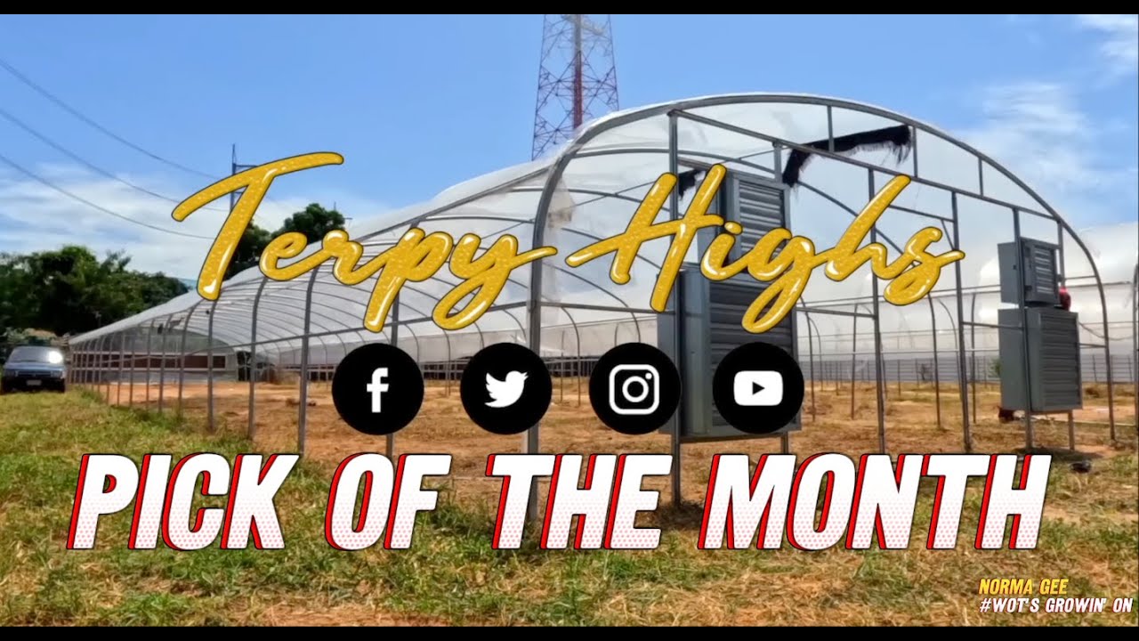 Terpy Highs | PICK OF THE MONTH | August 2025 | Wots growin on