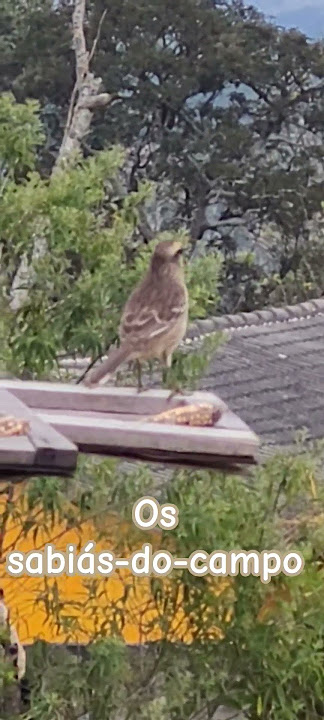 Os sabiás-do-campo #aves #paisagemnatural #birds #passaros #natureza #shorts