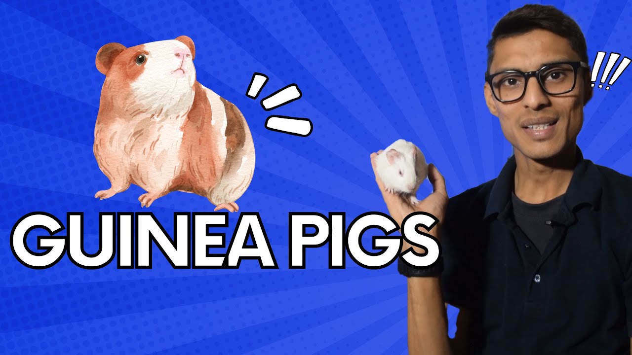 unleashing-the-wild-side-of-guinea-pigs-thrilling-tails-youtube