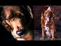 A Dog's Life (Trailer) | AzIFF 2024