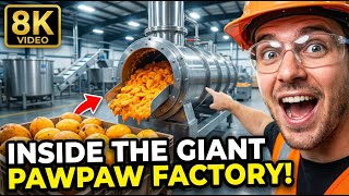 Inside the Giant Pawpaw Processing Facility – America’s Most Underrated Fruit at Massive Scale