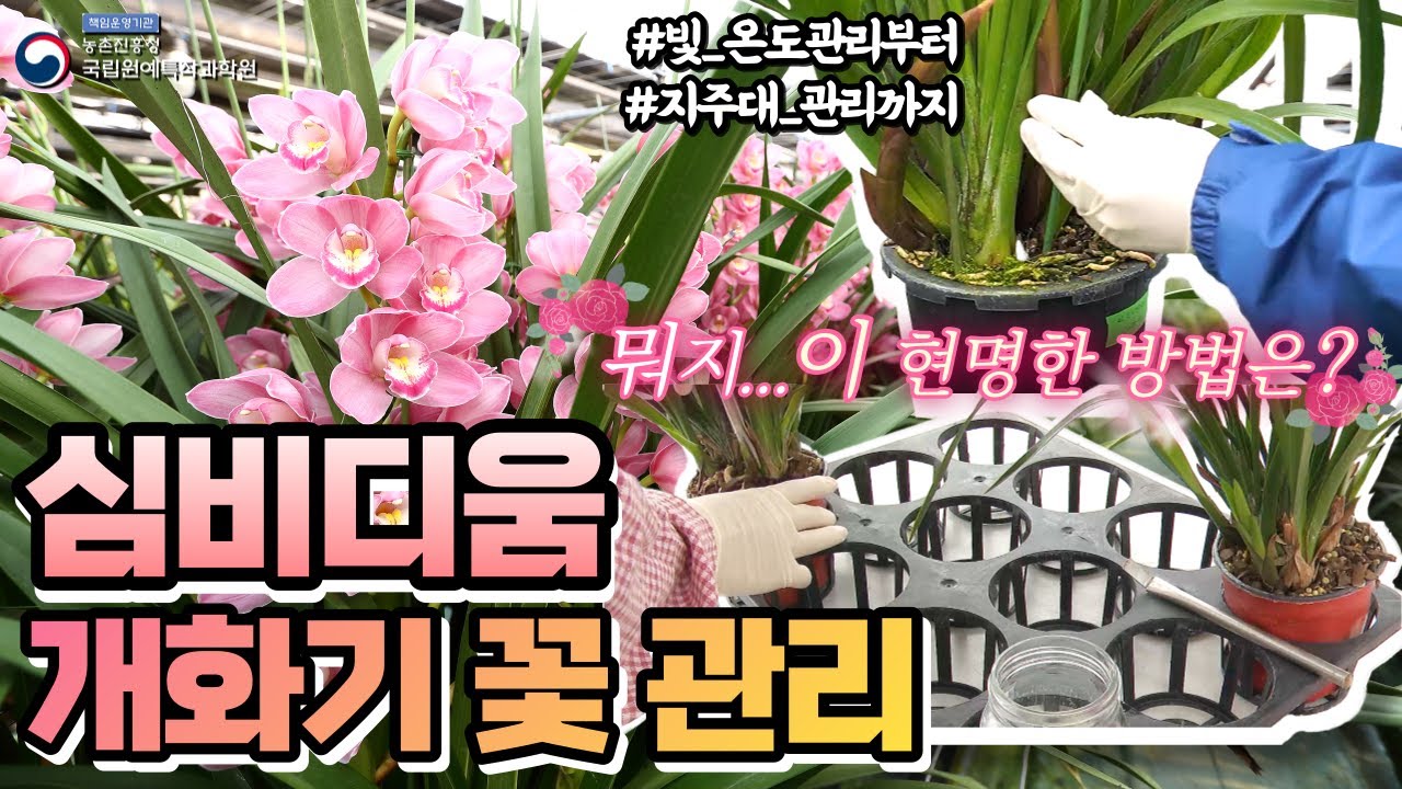 심비디움 개화기 관리 방법!