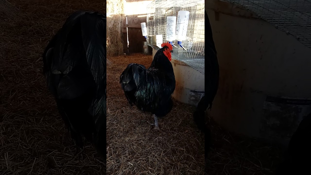 Jersey Giant Rooster In His Full Glory! YouTube