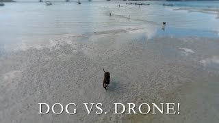 DOG CHASES PHANTOM 4 DRONE!