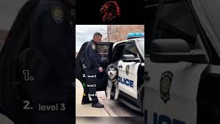 Ranking Dramatic Husky Moments