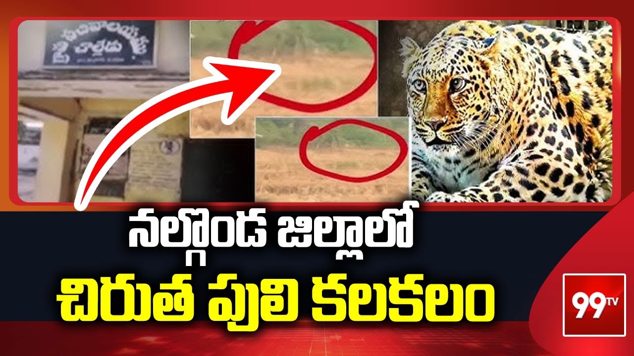 నల్గొండ జిల్లాలో చిరుత పులి కలకలం | Leopard in Nalgonda district | 99TV