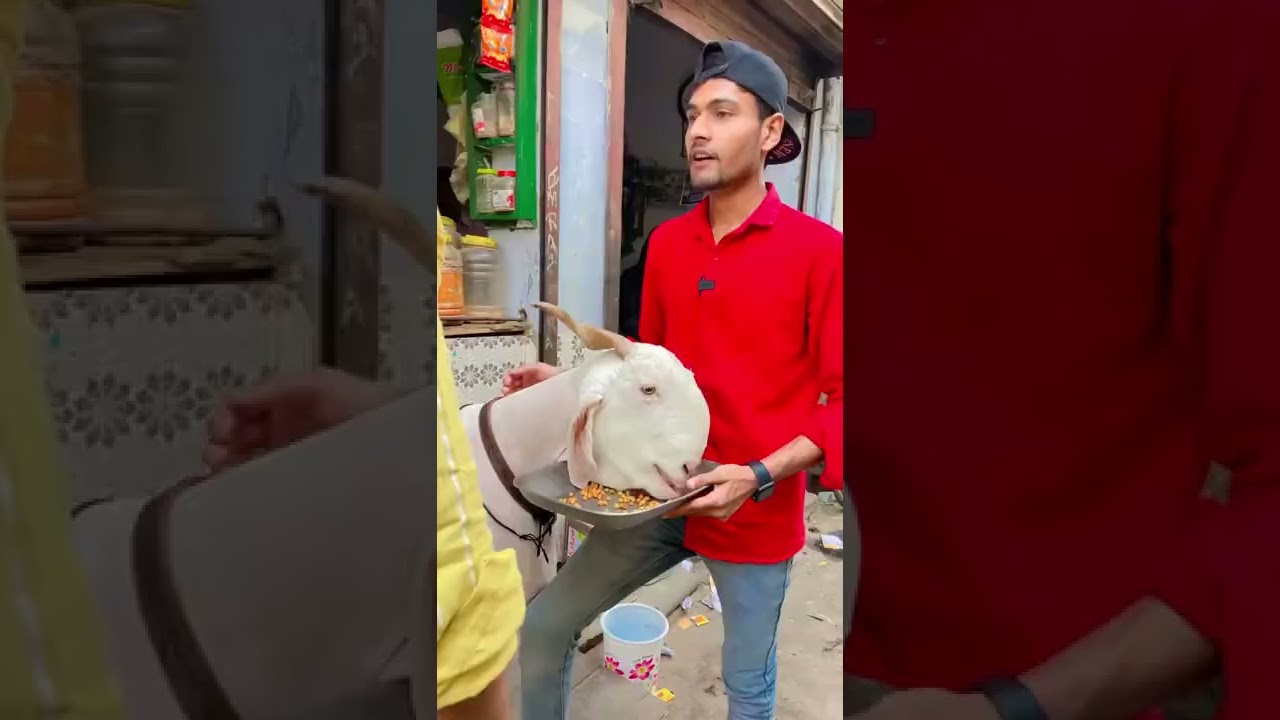 Bakra Eid Special !! 