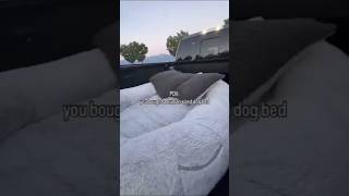 Why Human Dog Beds are More Popular in Summer