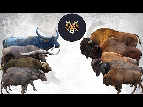 Buffalo vs Bison Size Comparison Living vs Extinct 