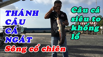 Thánh câu cá NGÁT sông Cổ Chiên. Câu cá siêu to khổng lồ. Lang Thang Mãi #42