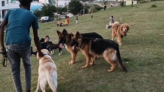 Dog meetup || Friendly dogs || German shepherd Tibetanmastiff Rottweiller Labrador by The Pahadi Dogs 240 views 10 months ago 4 minutes, 54 seconds