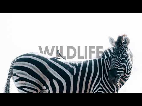 A Beginner's Guide to Wildlife Photography