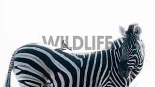 A Beginner's Guide to Wildlife Photography