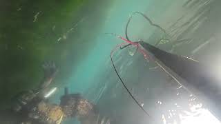 Kisa Bir Dalis Gunu Kisa Kareler Dalin Saglicakla