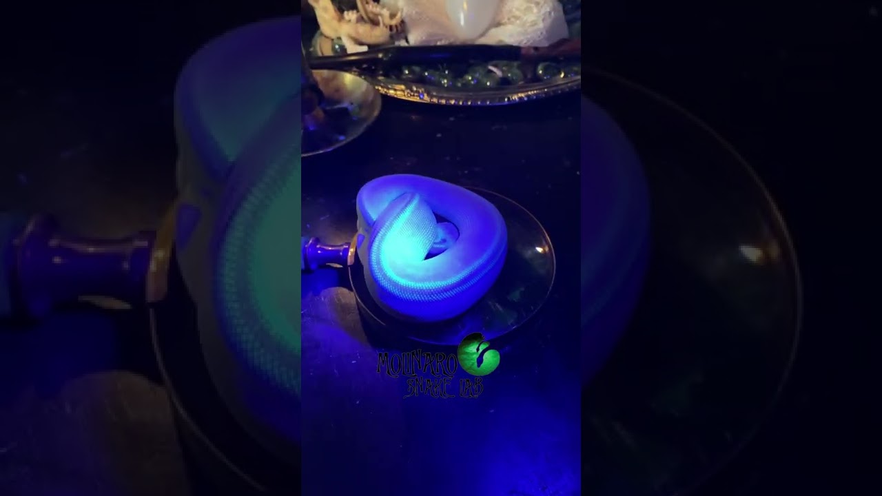 🐍 This snake has built in glow in the dark tattoos! 🧪 
