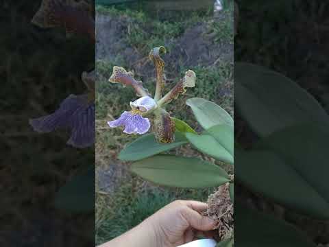 Cattleya schilleriana coerulea ('Bravim' x 'Santa Teresa')