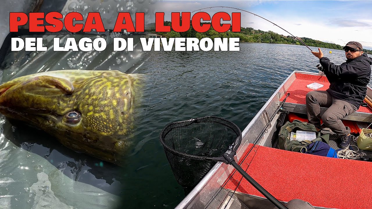 Pesca ai LUCCI del Lago di Viverone