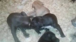 Pitbull Puppies, 1 Month Old 752018