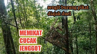 MEMIKAT CUCAK JENGGOT DIHUTAN//lawan ngajak duel