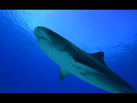Facts: The Tiger Shark
