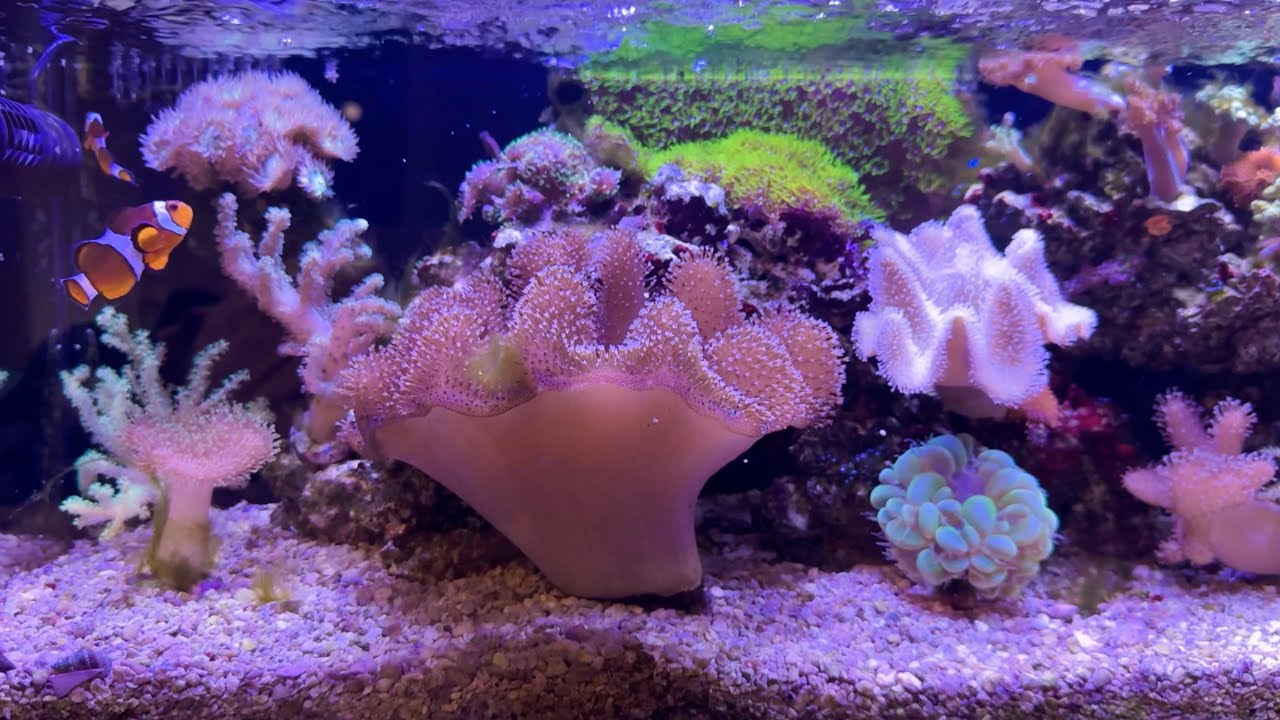 Почему аквариумы с мягкими кораллами идеально подходят для создания рифового аквариума, не требую...