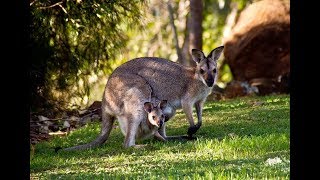 Wallabies   At Mysore Zoo screenshot 4