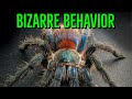 Top 10 WEIRD Tarantula Behaviors YOU Shouldn't Worry About!