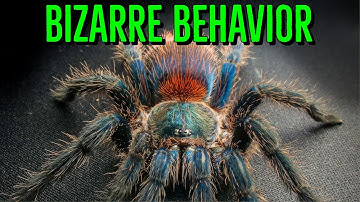 Top 10 WEIRD Tarantula Behaviors YOU Shouldn