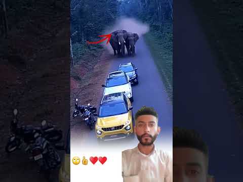 في الغابة وبين قوة لا ت قاو م ضهر الفيله مندفعين بقوه لم يريدو ايذاهم بل تحذير هم Youtubeshorts 