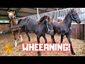 Weaning the foals Rising Star⭐😭, Reina and Sanne! Part 3| Friesian Horses