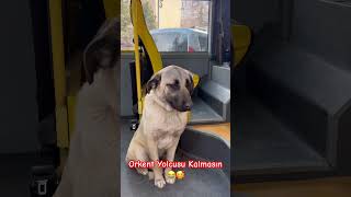 Müsait Bir Yerde Inecek Var ? Yeni Nesil Muavin Köpkemiz Imı