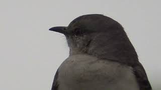 Baby mockingbird close-up