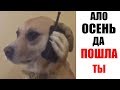 Лютые приколы .Последняя неделя лета