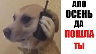 Лютые приколы .Последняя неделя лета Лютые приколы .Последняя неделя лета