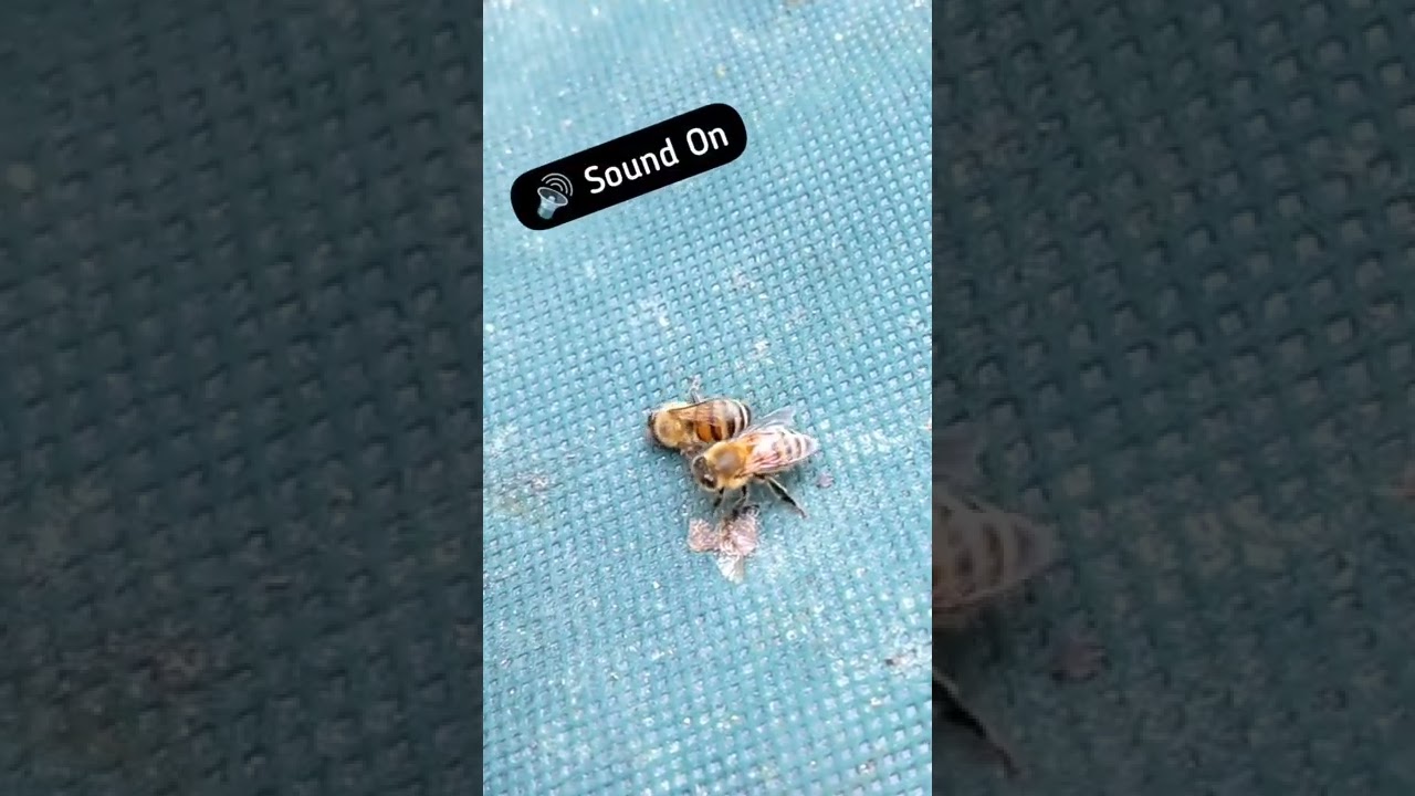 Undertaker bee removes a diseased bee from the hive  