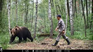 Бурый медведь в Чернобыльской зоне отчуждения Бурый медведь в Чернобыльской зоне отчуждения