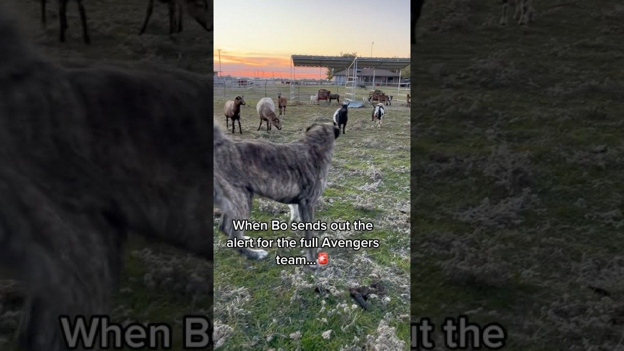 Avengers assemble! On this day 2 yrs ago Judge was only 6 months old but the avengers made it work!