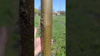 Paulownia au printemps : Shan Tong vs Energy #paulownia #paulownia_energy